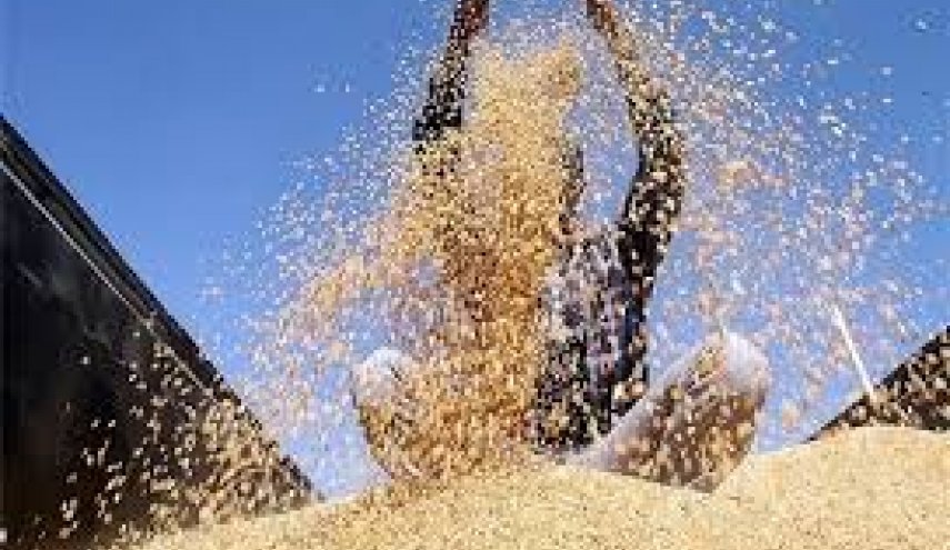 مشتريات ايران من القمح المحلي تلامس 8 ملايين طن
