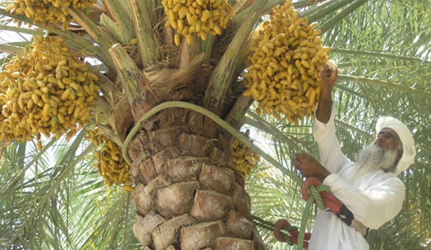 عُمان تحيي يوم الزراعة العربي