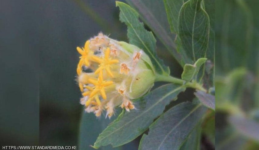 باحثون يكتشفون نبتة تحارب السمنة 