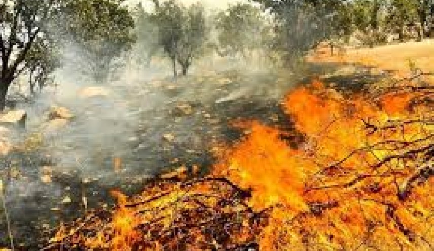 وقوع آتش سوزی‌ در مناطق جنگلی سه استان سوریه
