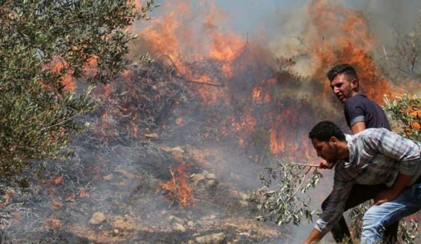 مستوطنون يحرقون 450 شجرة زيتون جنوب نابلس