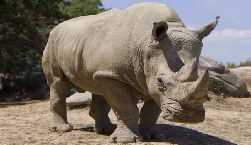 شاهد قرن وحيد القرن والأظافر مصنعان من نفس المادة الحيوية قناة العالم الاخبارية