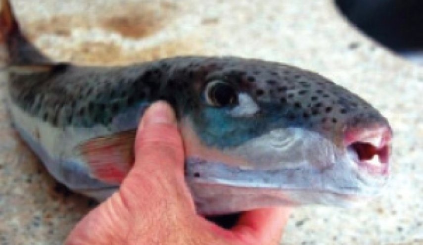 صحة اللاذقية تحذر من سمكة سامة بالاسواق
