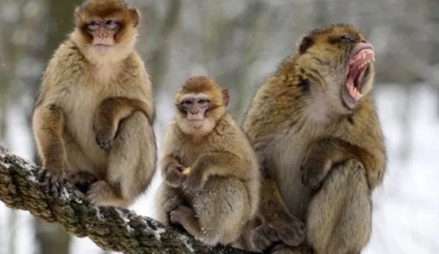 هل فيروس جدري القرود وصل إلى مصر؟.. الصحة تُجيب