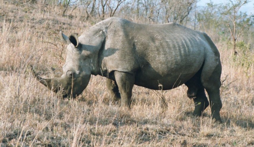 وفاة آخر أنثى وحيد قرن سومطري بالسرطان