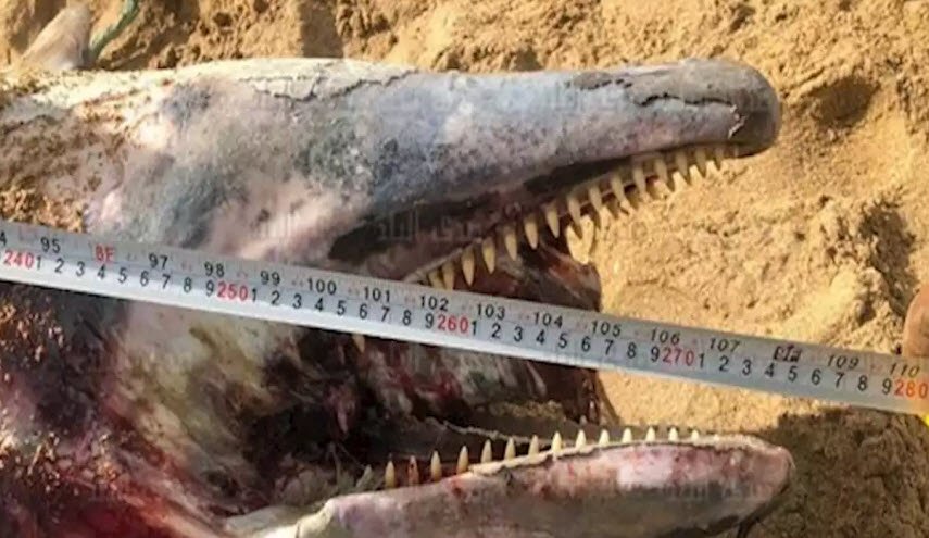 العثور على كائن بحري ضخم على إحدى السواحل المصرية