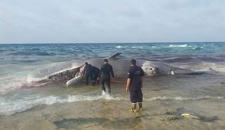 بالصور.. حقيقة موت الحوت الأزرق الذي أرعب مصر