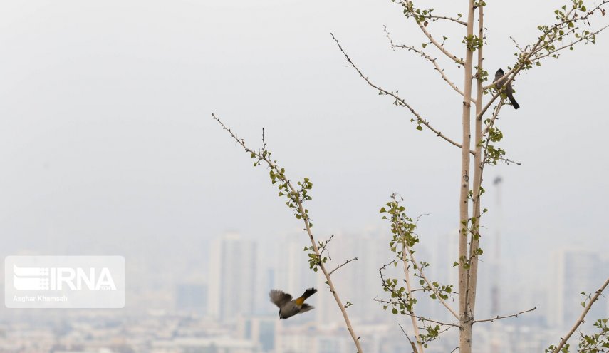 کیفیت هوای تهران همچنان ناسالم برای گروه‌های حساس