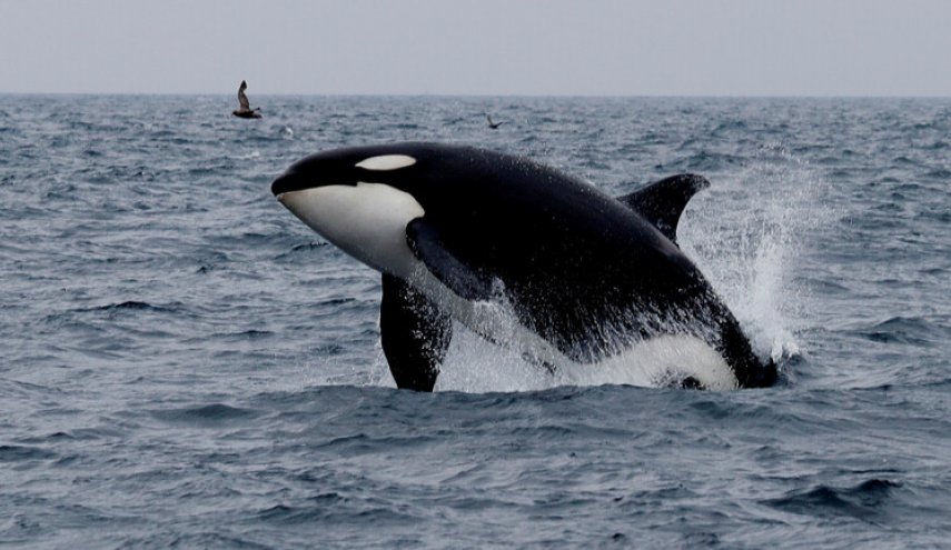 شاهد... هجرة الحيتان القاتلة بين ايطاليا وأيسلندا