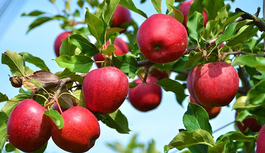 الفوائد المذهلة لتناول تفاحتين يوميا!