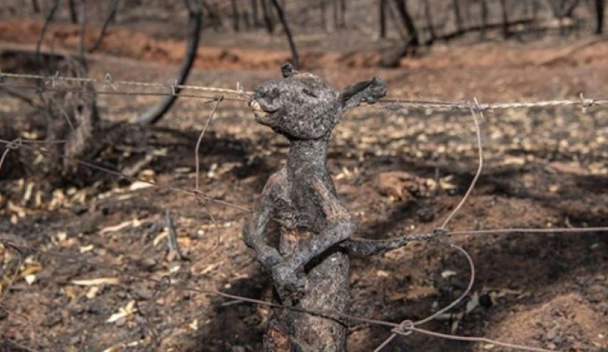 مرگ بیش از یک میلیارد حیوان در آتش‌سوزی بی‌سابقه استرالیا