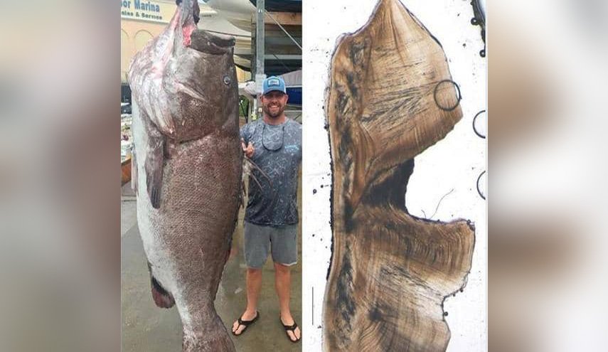 بالصورة.. اصطياد أكبر سمكة معمرة في العالم
