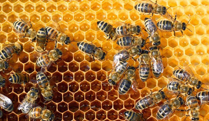 شركة تونسية تطور جهاز استشعار لزيادة مردودية العسل