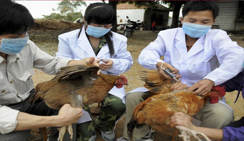 نفوق الاف الدواجن في الصين بسبب انفلونزا الطيور
