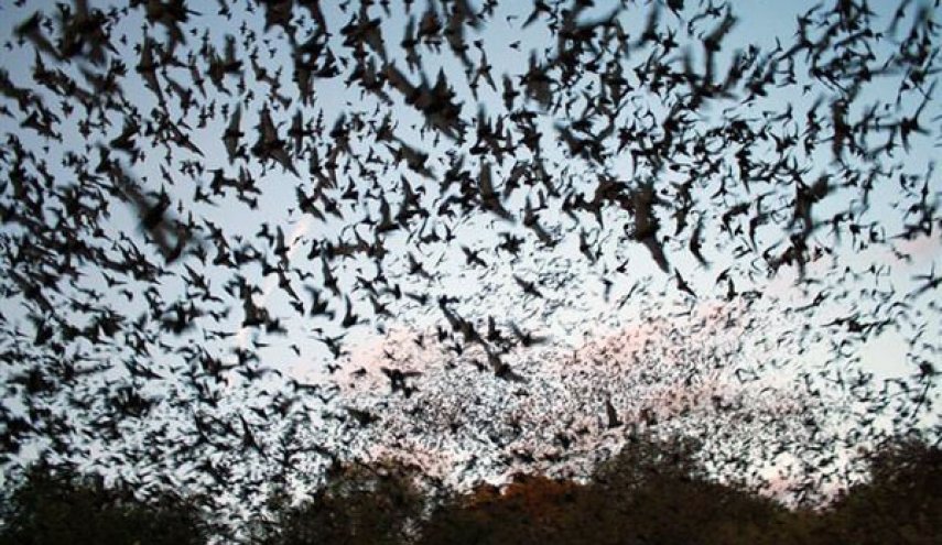وحشت مردم استراليا از کرونا/ هجوم خفاشها به شهری در استرالیا