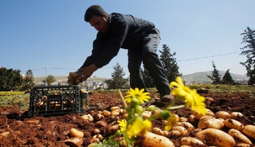 الإحتلال يمنع تصدير المنتجات الزراعية الفلسطينية إلى العالم
