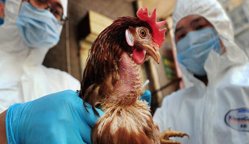 بعد كورونا..  فيروس إنفلونزا الطيور يتفشى في الصين