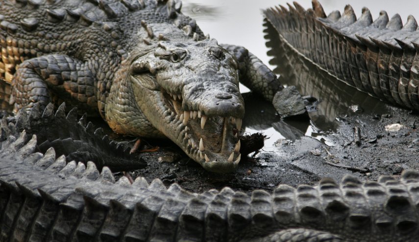 تمساح يفترس رجلا خالف حظر التجوال للحد من انتشار 'كورونا'