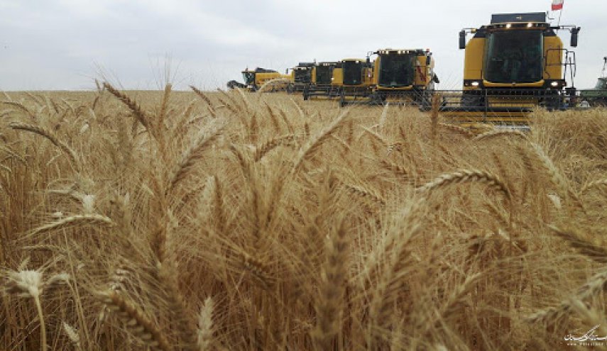 توقعات بانتاج 14 مليون طن من القمح الايراني في العام الحالي