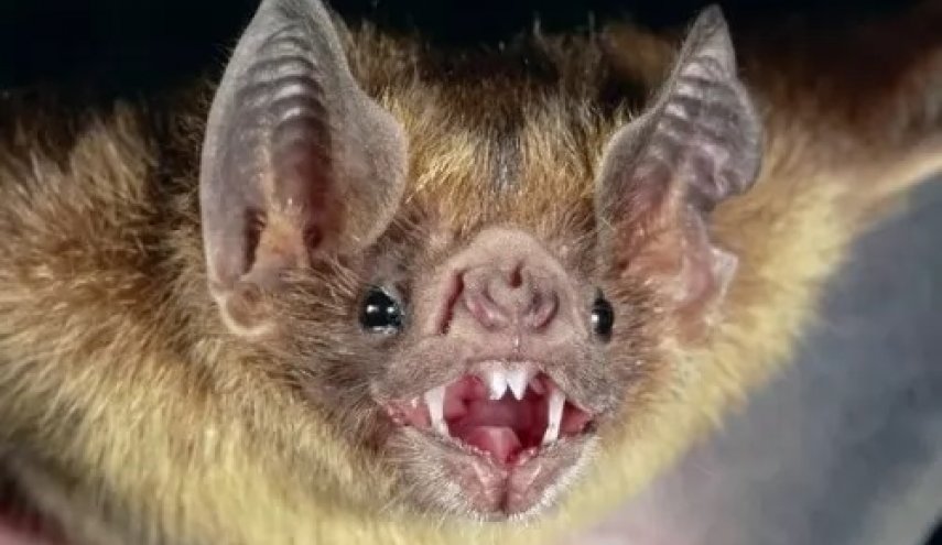 هل كان خفاش بسوق ووهان سبب وباء كورونا القاتل؟