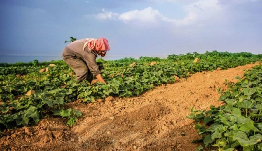 الأردن: كميات الهطول المطري تبشر بموسم زراعي جيد