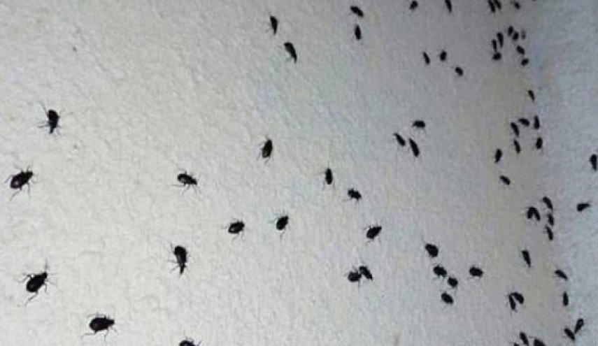 اسراب حشرات تهاجم سوريا ومخاوف من انتشارها بجرمانا