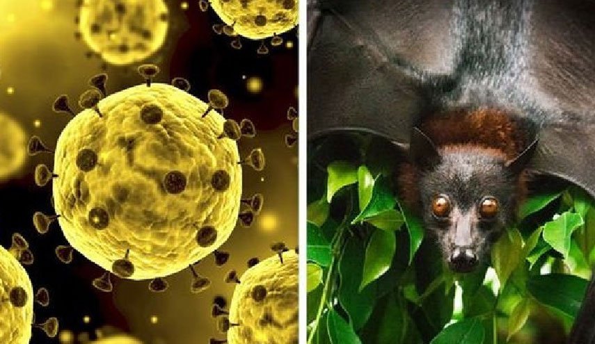خط بطلان سازمان جهانی بهداشت بر ساختگی بودن ویروس کرونا/ مبدا کرونا در چین و به احتمال زیاد خفاش‌ها مخزن اکولوژیکی آن هستند