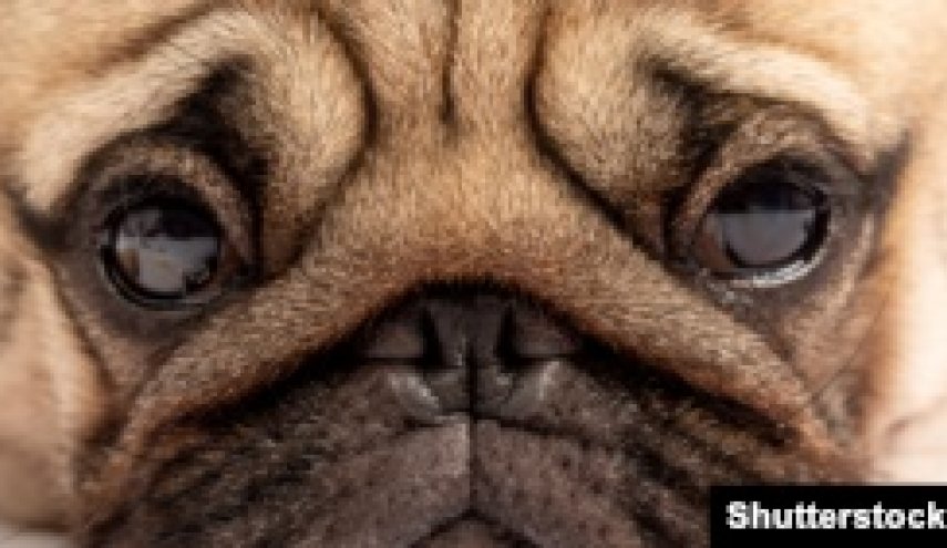 ابتلای یک سگ خانگی در آمریکا به ویروس کرونا