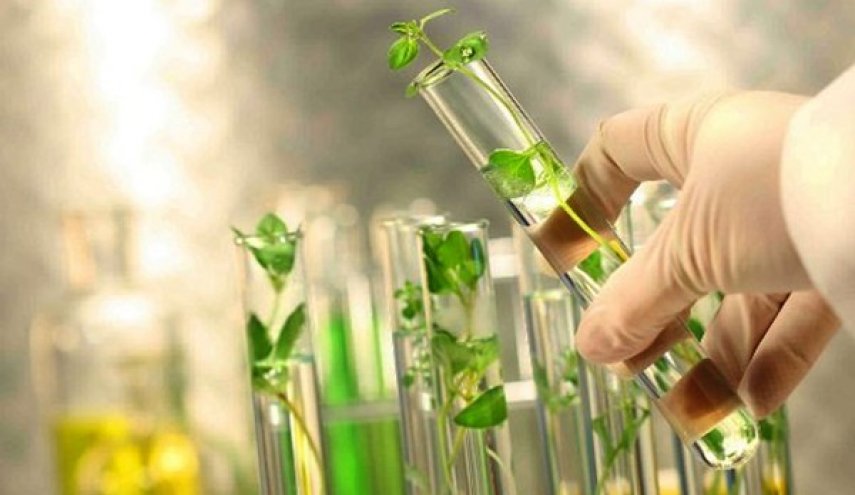 باحثون ایرانیون يقدمون مستخلصات عشبية فعالة لعلاج السكري