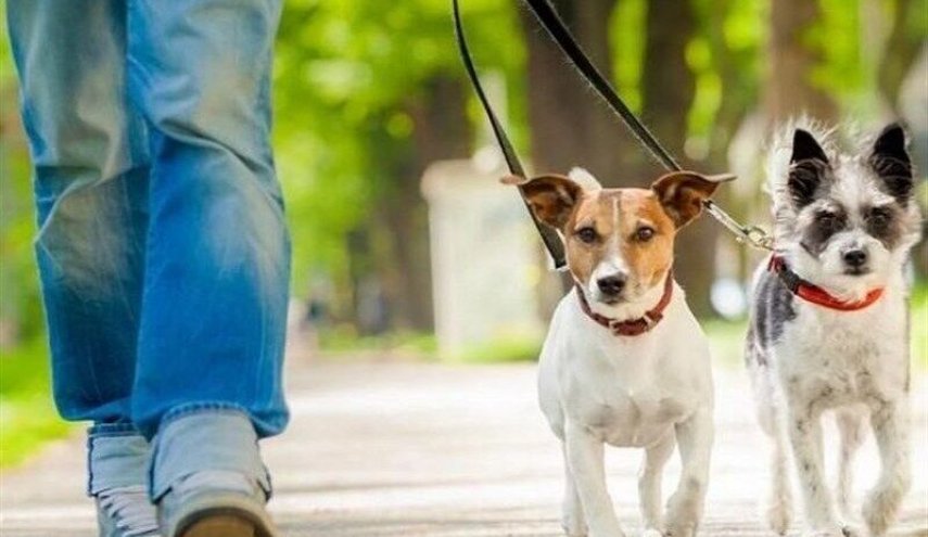 افزایش نگرانی در آمریکا با ابتلای نخستین سگ در این کشور به کرونا