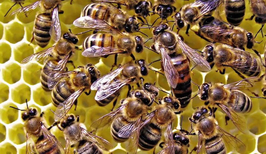 بعد أمريكا والصين.. تفشي وباء فيروسي قاتل في أسراب النحل ببريطانيا