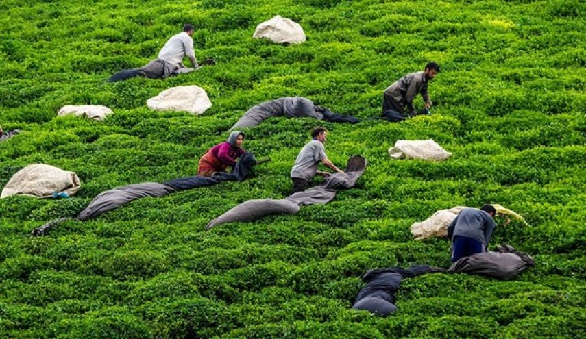 ايران..توقعات بشراء 135 ألف طن من أوراق الشاي الأخضر