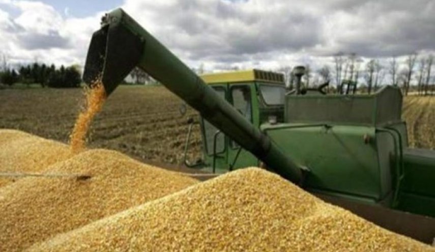 الزراعة الايرانية: مشتريات القمح المحلي تتخطى 825 الف طن