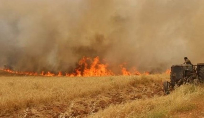 چرا داعش اخیرا مزارع گندم در اطراف «خانقین» عراق را به آتش‌ می‌کشد؟