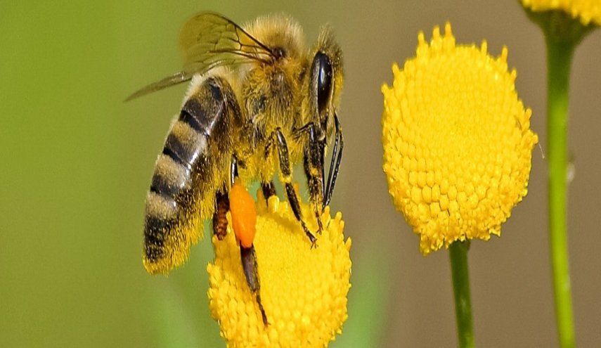 النحل انتعش من كورونا في ايطاليا
