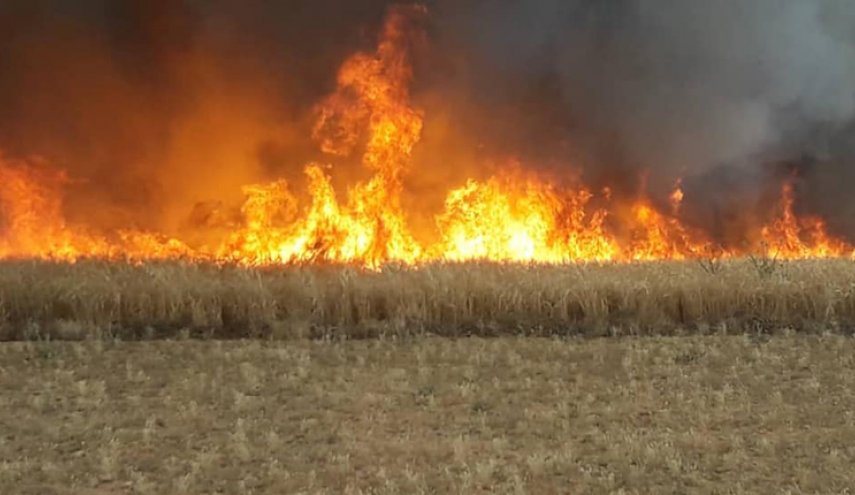 الارهابيين يحرقون مساحات واسعة من الحقول بريف الحسكة