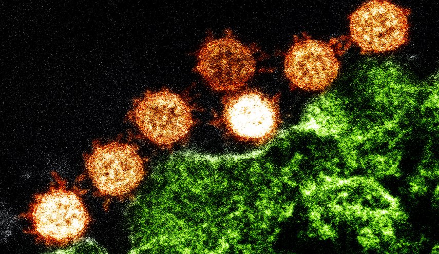 دراسة تكشف قدرة خاصة لدى فيروس كورونا مكّنته من إصابة البشر