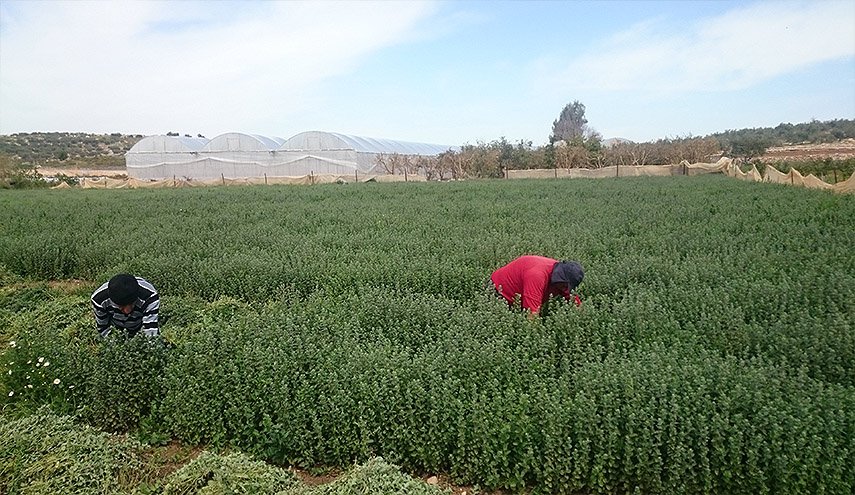 تجربة زراعة الزعتر بدرعا… فرص عمل ومصادر دخل إضافية