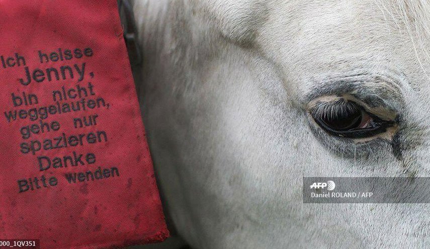 اسبی که در دوران کرونا لبخند بر روی لب مردم می‌آورد+ تصاویر