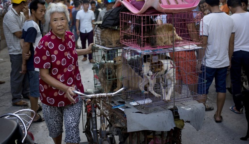 افتتاح نمایشگاه سالانه گوشت سگ در چین علی‌رغم توصیه‌های دولت
