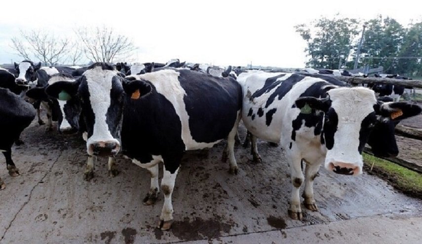 مرض الجدري يهدد الأبقار في سوريا 
