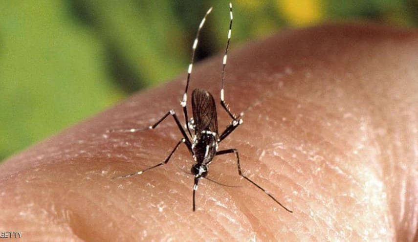هل ينقل البعوض فيروس كورونا عند لدغ البشر؟