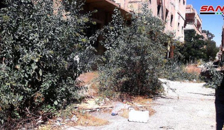 سوریا: انتشار شجرة خطيرة في تدمر لأول مرة..وخبراء يحذرون 