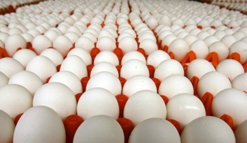 چرا فروش تخم مرغ‌های تولید آمریکا در اروپا ممنوع است و برعکس؟!