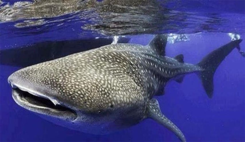شاهد: العثور على الأسنان في أعين سمك القرش الحوتي