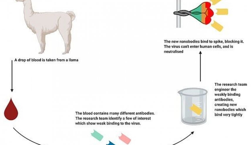 آنتی‌بادی خون شتر بی‌کوهان ویروس کرونا را خنثی می‌کند!