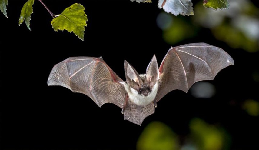 دراسة: الخفافيش تقدم مفتاح علاج 
