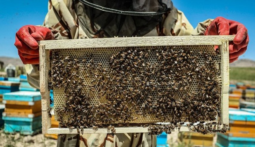 ايران تتبوأ المرتبة الرابعة عالمياً في انتاج العسل
