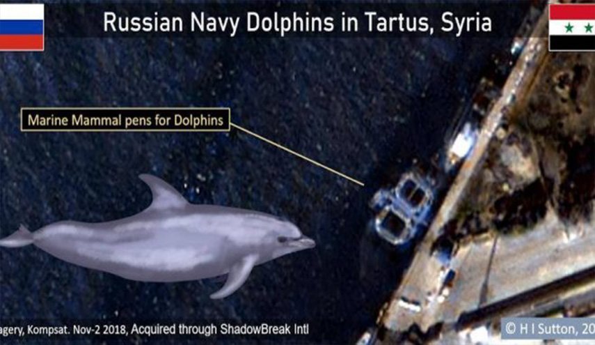 دلفین های نظامی در بندر سوری طرطوس