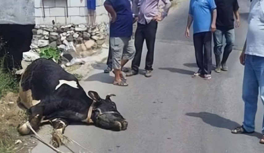 لحوم أبقار مصابة بالجدري في حماة والأمن الجنائي يتدخل